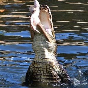 Meet your Posher, Nicolas